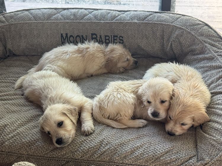 Litter of English Cream Golden Retriever puppies at Artemis Goldens near Dallas–Fort Worth, Texas