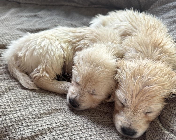 Litter of English Cream Golden Retriever puppies at Artemis Goldens near Dallas–Fort Worth, Texas