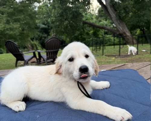 Charlotte, an English Cream Golden Retriever puppy at 8 weeks old, raised by Artemis Goldens in Dallas–Fort Worth, Texas