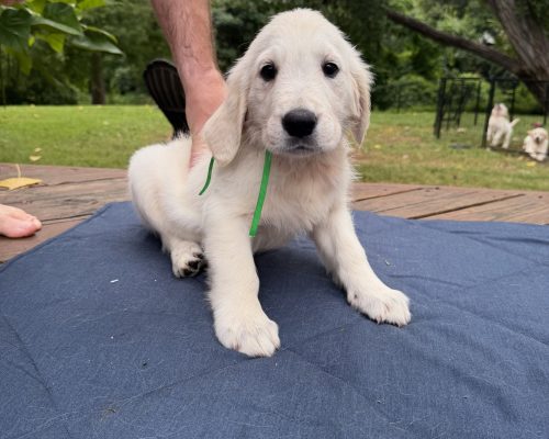 Forest, an English Cream Golden Retriever puppy, raised by Artemis Goldens in Dallas–Fort Worth, Texas