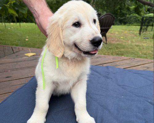 Mint, an English Cream Golden Retriever puppy at 8 weeks old, raised by Artemis Goldens in Dallas–Fort Worth, Texas