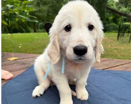 Light Blue, an English Cream Golden Retriever puppy at 8 weeks old, raised by Artemis Goldens in Dallas–Fort Worth, Texas