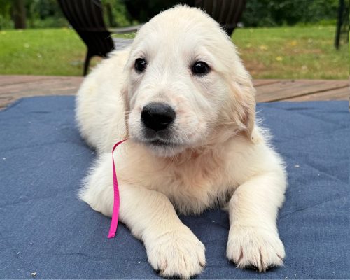 Maroon, an English Cream Golden Retriever puppy at 8 weeks old, raised by Artemis Goldens in Dallas–Fort Worth, Texas