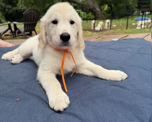 Pumpkin, an English Cream Golden Retriever puppy at 8 weeks old, raised by Artemis Goldens in Dallas–Fort Worth, Texas