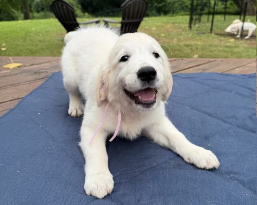 Pinky, an English Cream Golden Retriever puppy at 8 weeks old, raised by Artemis Goldens in Dallas–Fort Worth, Texas