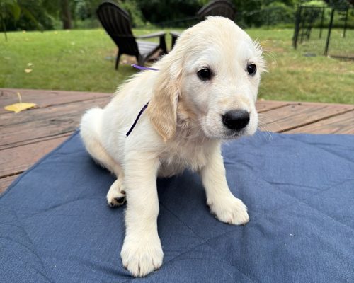 Violet, an English Cream Golden Retriever puppy at 8 weeks old, raised by Artemis Goldens in Dallas–Fort Worth, Texas