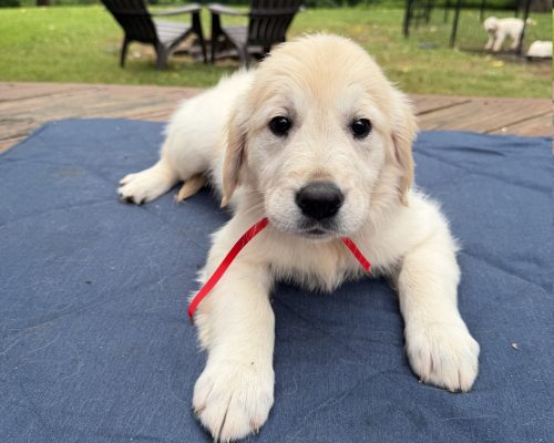 Scarlet, an English Cream Golden Retriever puppy at 8 weeks old, raised by Artemis Goldens in Dallas–Fort Worth, Texas