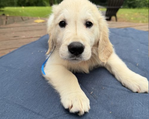 Royalette, an English Cream Golden Retriever puppy at 8 weeks old, raised by Artemis Goldens in Dallas–Fort Worth, Texas