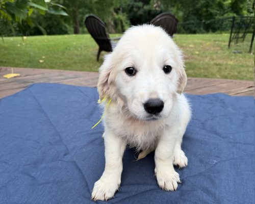 Yellowstone, an English Cream Golden Retriever puppy at 8 weeks old, raised by Artemis Goldens in Dallas–Fort Worth, Texas